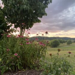FrontYardFlowers_ref
