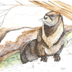 Otter2