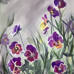 pansies